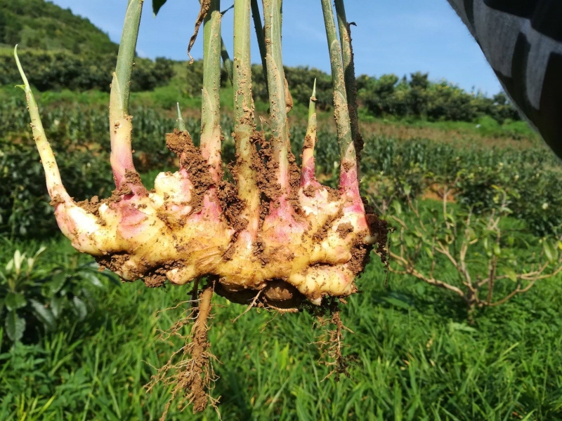 How does seaweed extract fertilizer influence the flowering and fruiting of plants? Introduction In the vast realm of agriculture, the shift towards organic and sustainable farming practices is palpable. Among the myriad of organic fertilizers, seaweed-based products stand out, promising enhanced flowering and fruiting in plants. This article delves into the world of seaweed extract fertilizers, shedding light on their multifaceted benefits and potential drawbacks.