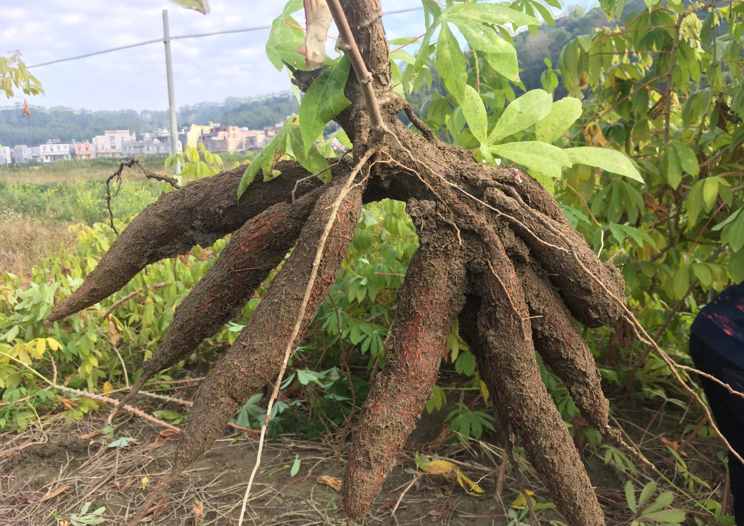 How Does Seaweed Fertilizer Contribute to Plant Growth? Introduction The global push towards sustainable agriculture has significantly increased the demand for organic fertilizers. Among the multitude of organic options available, seaweed fertilizer has gained considerable attention. This article aims to shed light on how seaweed fertilizer contributes to plant growth, whether it promotes root growth, if it is sufficient on its own, and any potential downsides.