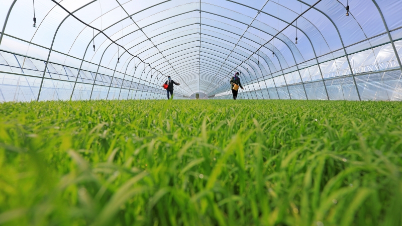 What is the Nutrient Content of Seaweed Fertilizer? Introduction Understanding the nutrient content of fertilizers is crucial for effective agriculture. With the increasing demand for sustainable and organic options, seaweed fertilizers have become increasingly popular. This article will delve into the nutrient content of seaweed fertilizer, answering common questions like its NPK ratio, nitrogen content, and how it compares to other types of fertilizers.