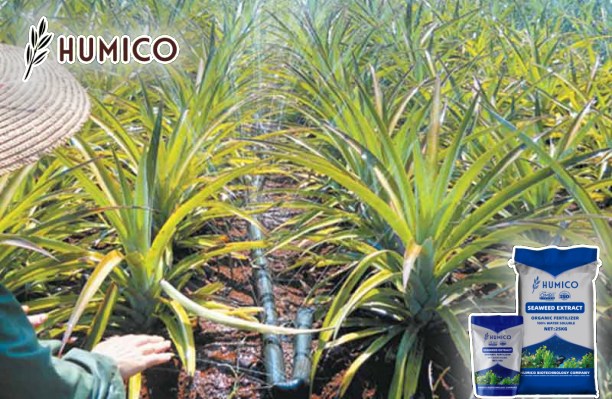 Enhancing Pineapple Growth with Seaweed Extract - Benefits and Tips - Humico - Planting Pineapple