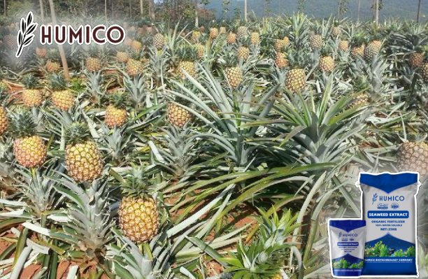 Enhancing Pineapple Growth with Seaweed Extract - Benefits and Tips - Humico - Planting Pineapple
