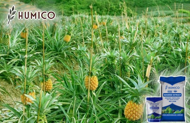 Enhancing Pineapple Growth with Seaweed Extract - Benefits and Tips - Humico - Planting Pineapple