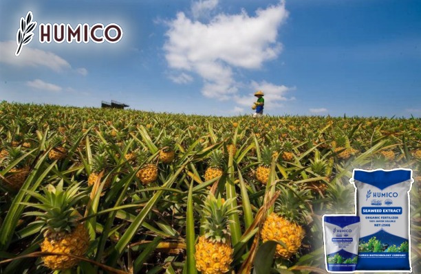 Enhancing Pineapple Growth with Seaweed Extract - Benefits and Tips - Humico - Planting Pineapple