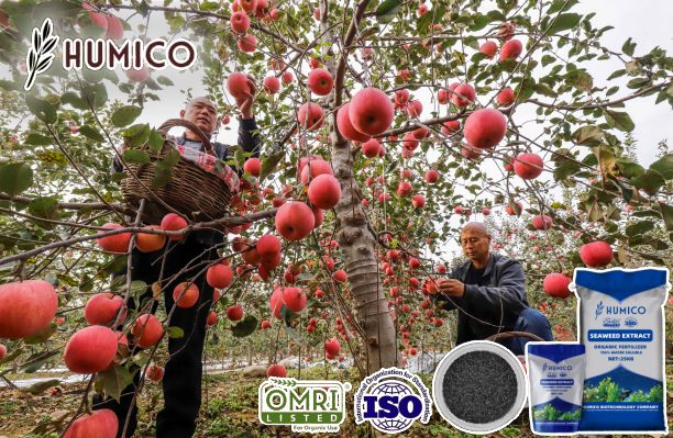 Humico - The Benefits of Seaweed Extract Fertilizer for Apple Trees Planting
