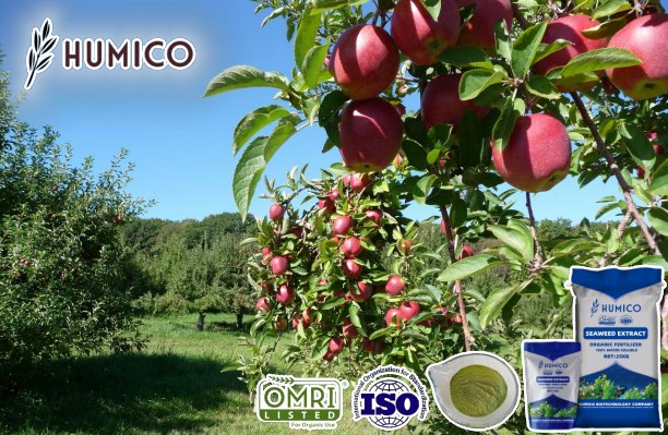 Humico - The Benefits of Seaweed Extract Fertilizer for Apple Trees Planting
