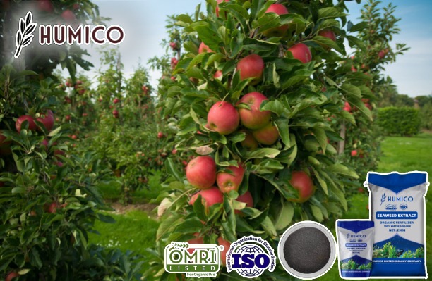Humico - The Benefits of Seaweed Extract Fertilizer for Apple Trees Planting