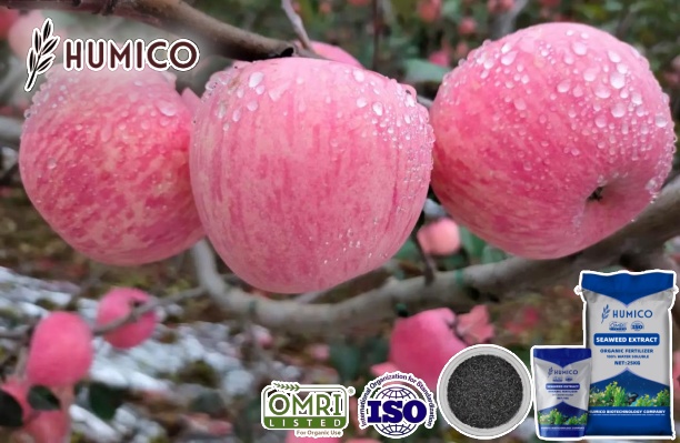 Humico - The Benefits of Seaweed Extract Fertilizer for Apple Trees Planting