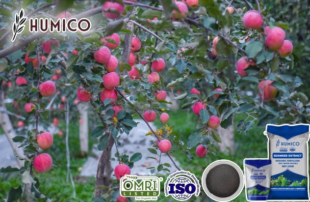 Humico - The Benefits of Seaweed Extract Fertilizer for Apple Trees Planting